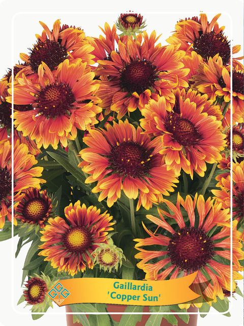 Gaillardia MIX