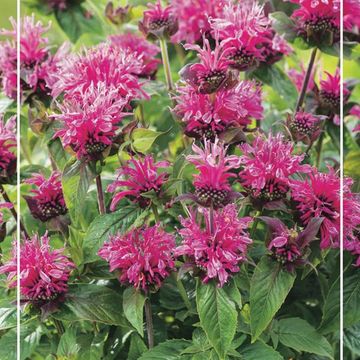 Monarda 'Cranberry Lace'