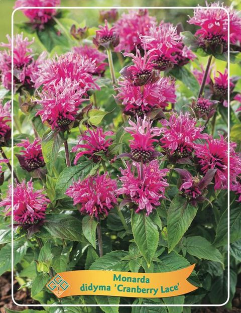 Monarda 'Cranberry Lace'