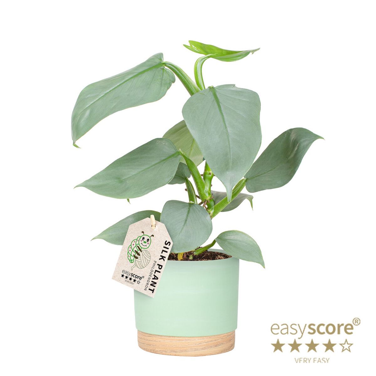 philodendron gloriosum samen Philodendron Gloriosum main image 0