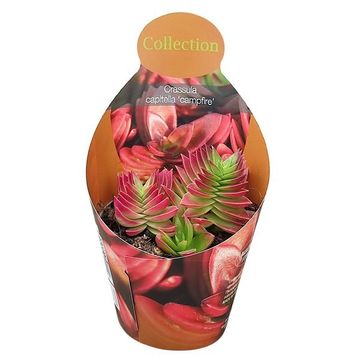 Crassula capitella 'Campfire'