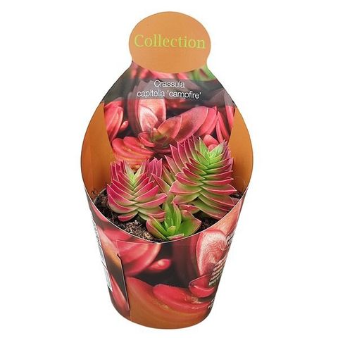 Crassula capitella 'Campfire'