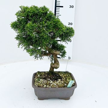 Juniperus chinensis