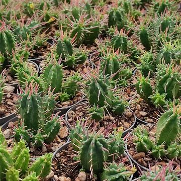 Euphorbia inconstantia