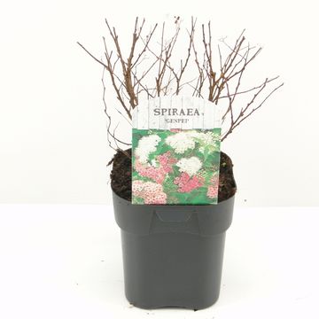 Spiraea japonica 'Genpei'