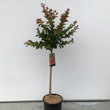 Lagerstroemia indica 'Purple Star'