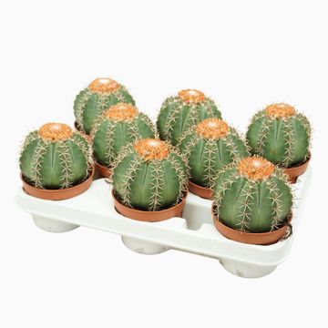 Melocactus matanzanus