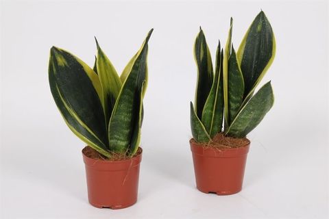 Sansevieria trifasciata