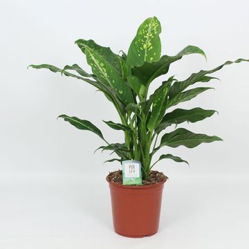 Dieffenbachia 'Galaxy'