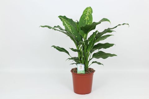 Dieffenbachia 'Galaxy'