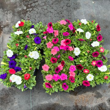 Petunia FOTOFINISH MIX