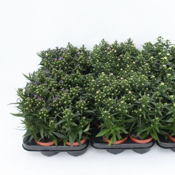 Aster SHOWMAKERS  MIX