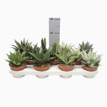 Aloe MIX