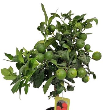 Citrus limon 'Limetta Rossa'