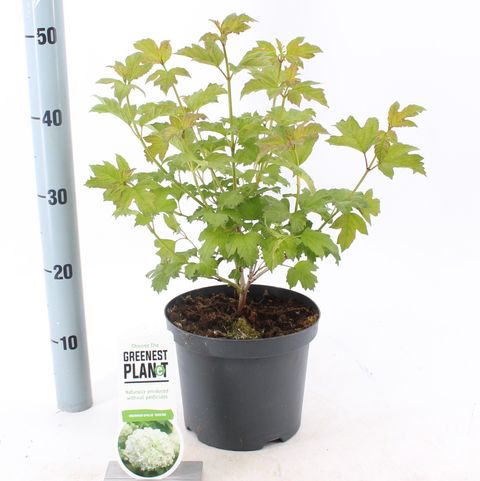 Viburnum opulus 'Roseum'