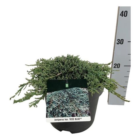 Juniperus horizontalis ICEE BLUE