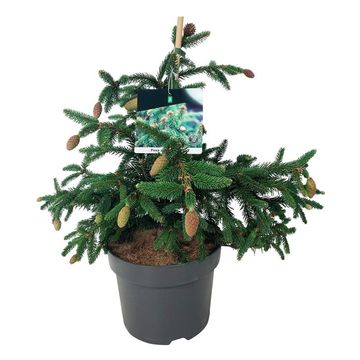 Picea abies 'Acrocona'