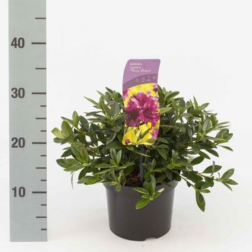 Rhododendron 'Königstein' (AJ)