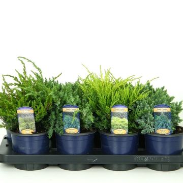 Juniperus MIX