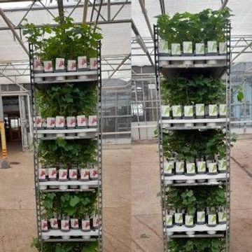 Vitis MIX
