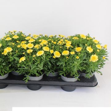 Argyranthemum frutescens LA RITA YELLOW