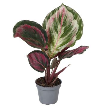 Calathea 'Medallion'