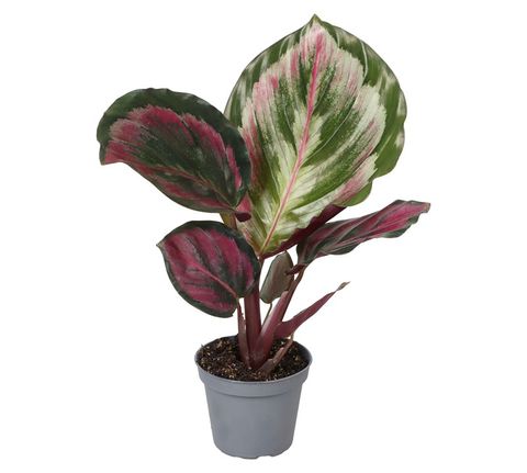 Calathea 'Medallion'