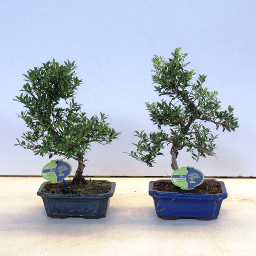 Ilex crenata