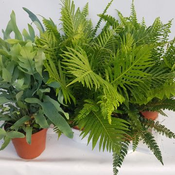 Ferns MIX