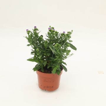 Aster STARLETTA BLUE