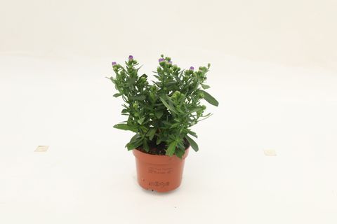 Aster STARLETTA BLUE