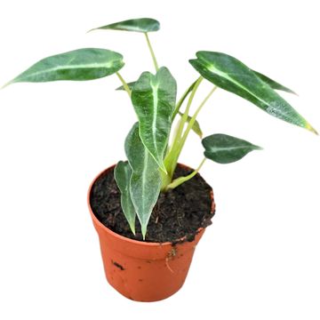 Alocasia BAMBINO
