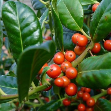 Ilex aquifolium 'J.C.  van Tol'