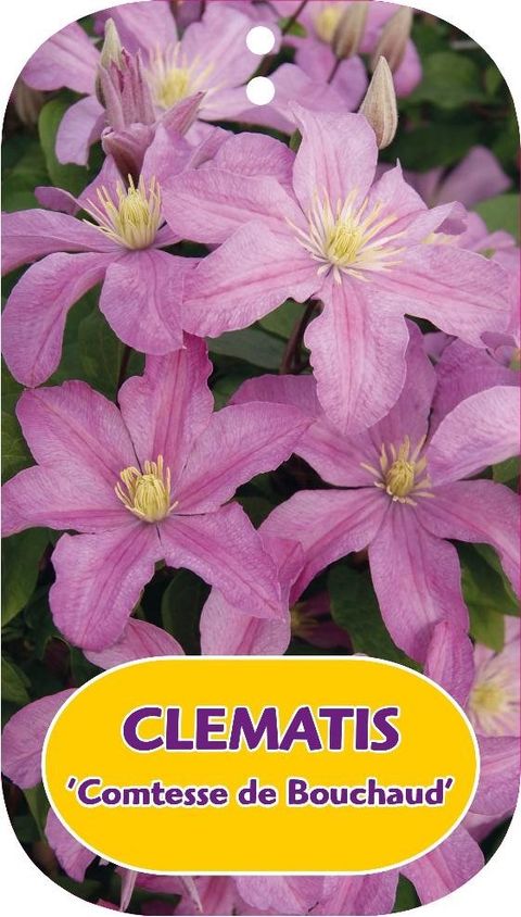 Clematis 'Comtesse de Bouchaud' (LL)