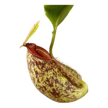 Nepenthes MIX