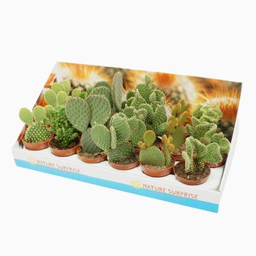 Opuntia MIX