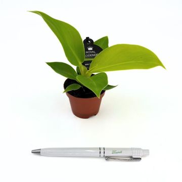 Philodendron 'Moonlight'