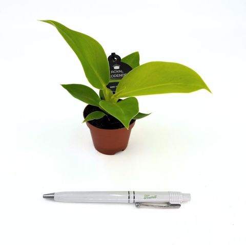 Philodendron 'Moonlight'