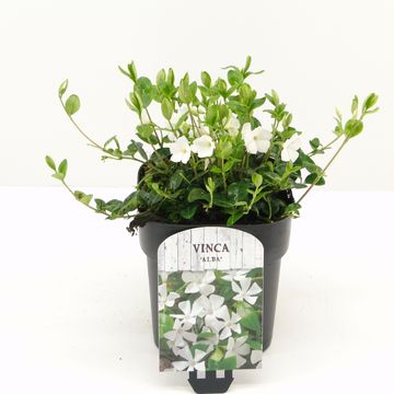 Vinca minor 'Альба'