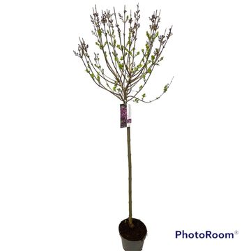Syringa BLOOMERANG DARK PURPLE