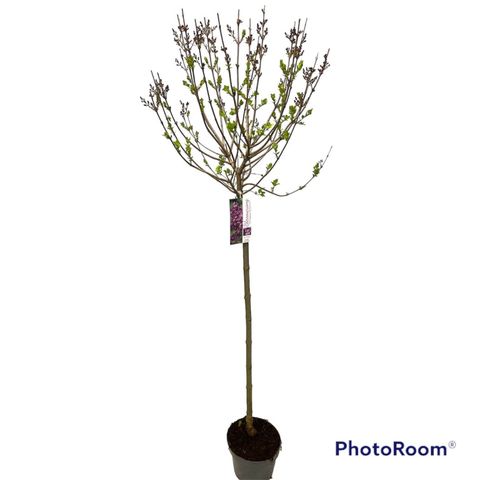 Syringa BLOOMERANG DARK PURPLE
