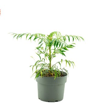 Mahonia VOLCANO