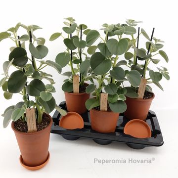 Peperomia 'Hovaria'