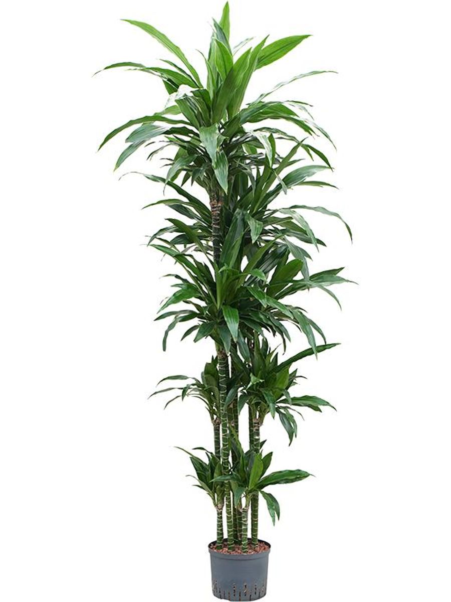 Janet Craig Houseplant Dracaena Fragrans Janet Craig Drachenbaum   Zimmerpflanze, 100 Cm, Immergrn, Glnzende Bltter Bropflanze  Schattenvertrglich