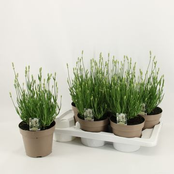 Lavandula angustifolia WHITE SUMMER