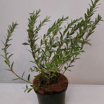 Salix subopposita