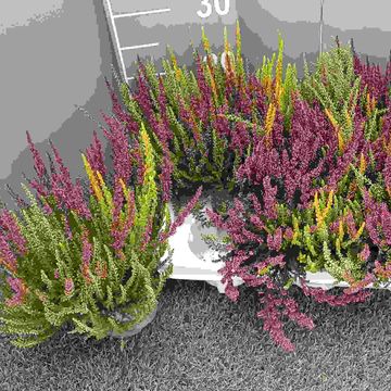 Calluna vulgaris GARDEN GIRLS MIX IN POT