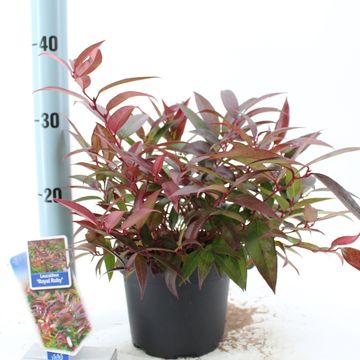 Leucothoe keiskei 'Royal Ruby'
