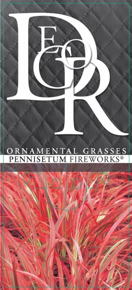 Pennisetum MIX