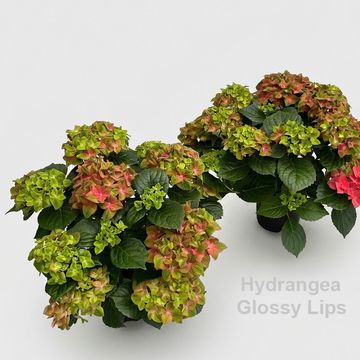 Hydrangea macrophylla GLOSSY LIPS
